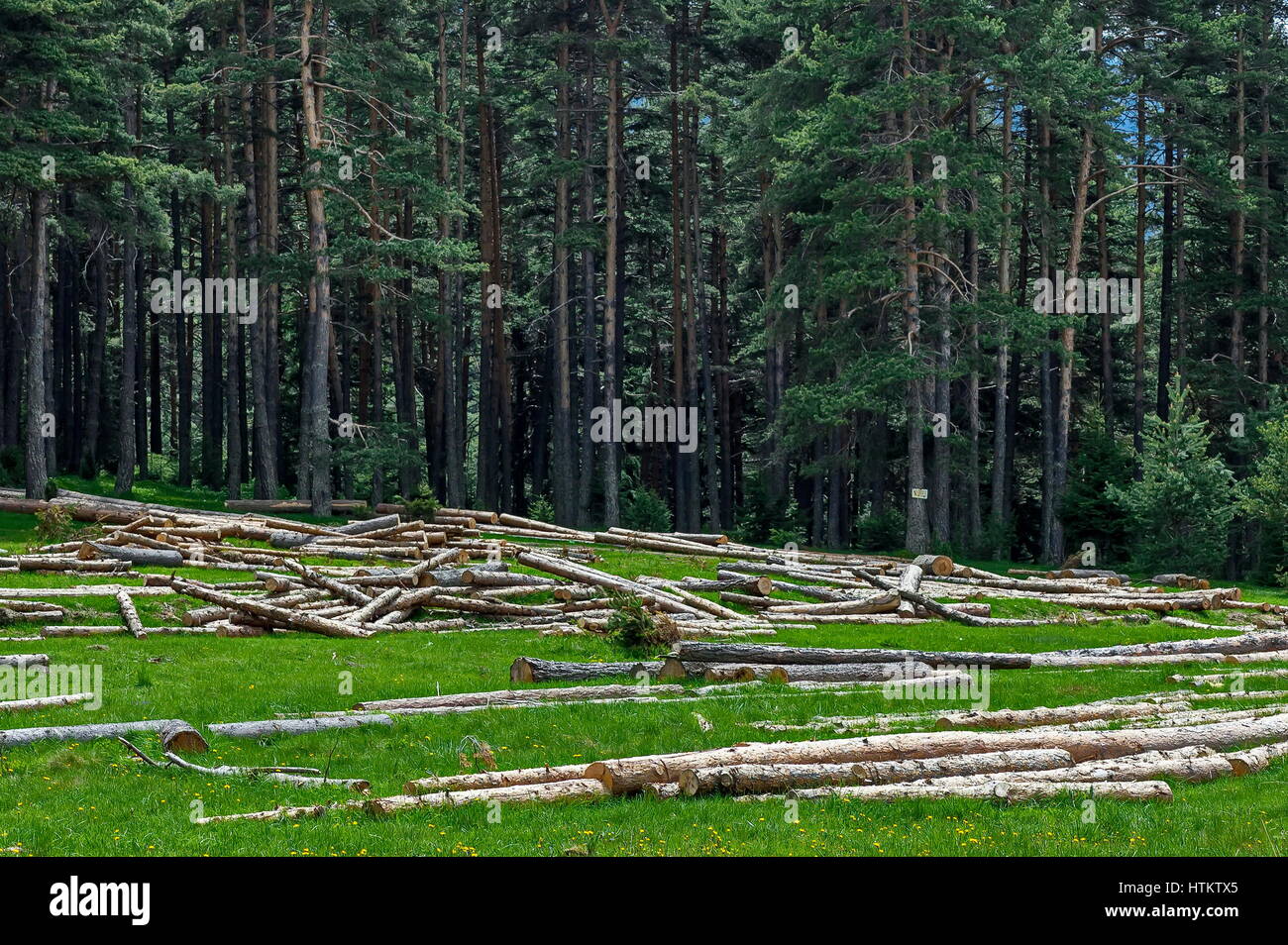 Berg grünen Wald mit Lichtung und Protokollierung, Rila-Gebirge, Bulgarien Stockfoto