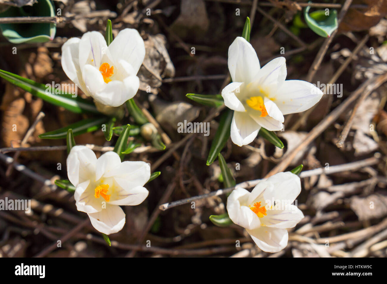 vier weiße Krokus Krokusse, Croci. Stockfoto