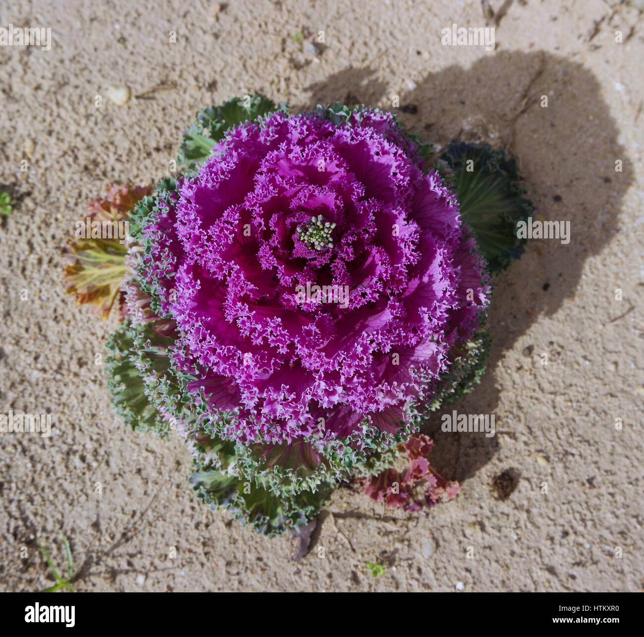 Bunte rosa Garten Kohl im Hafen von Huelva Stockfoto