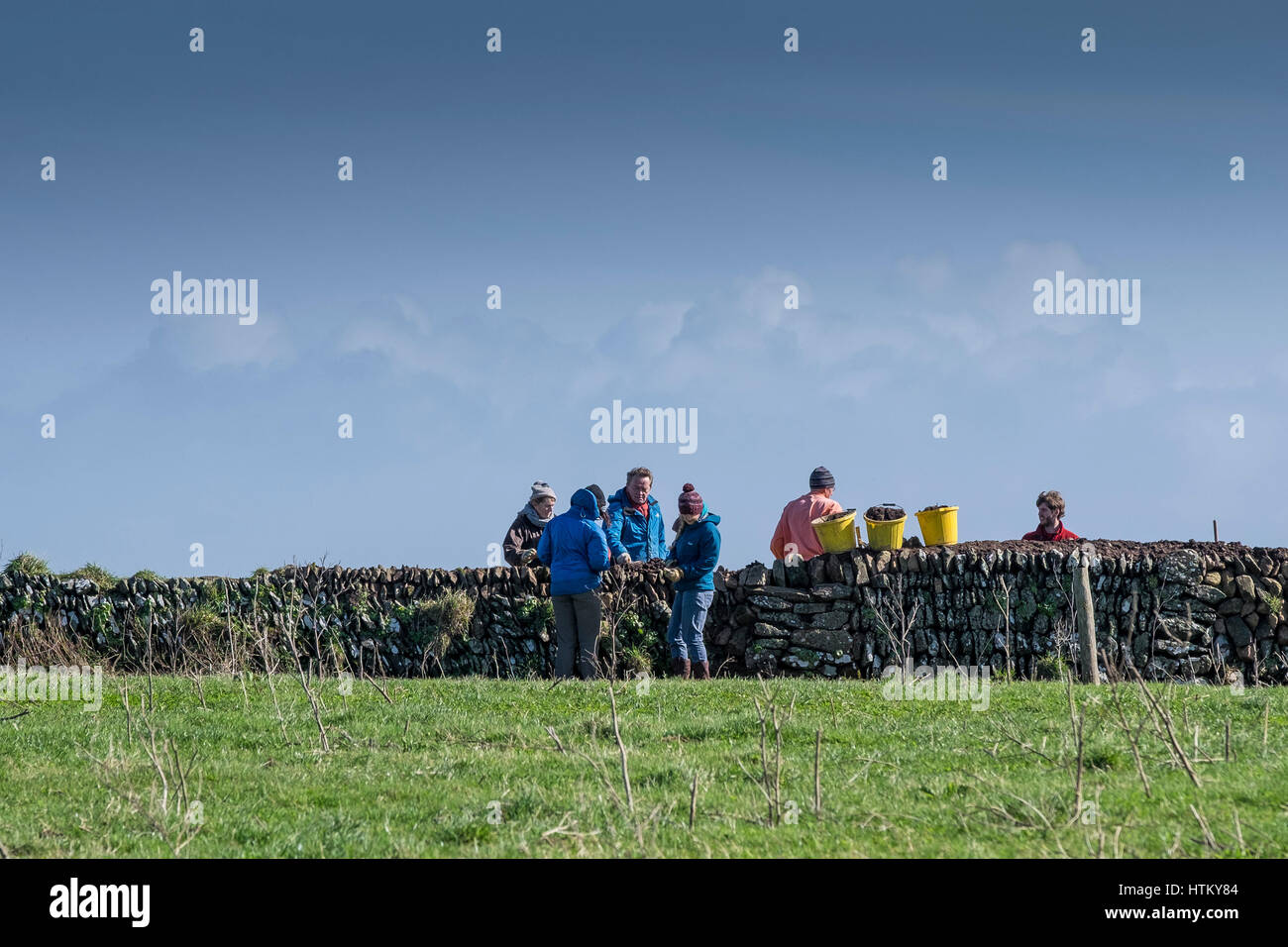 Freiwillige helfen, eine Steinmauer auf einer Farm auf dem Pentire Headland in Cornwall zu reparieren. Stockfoto