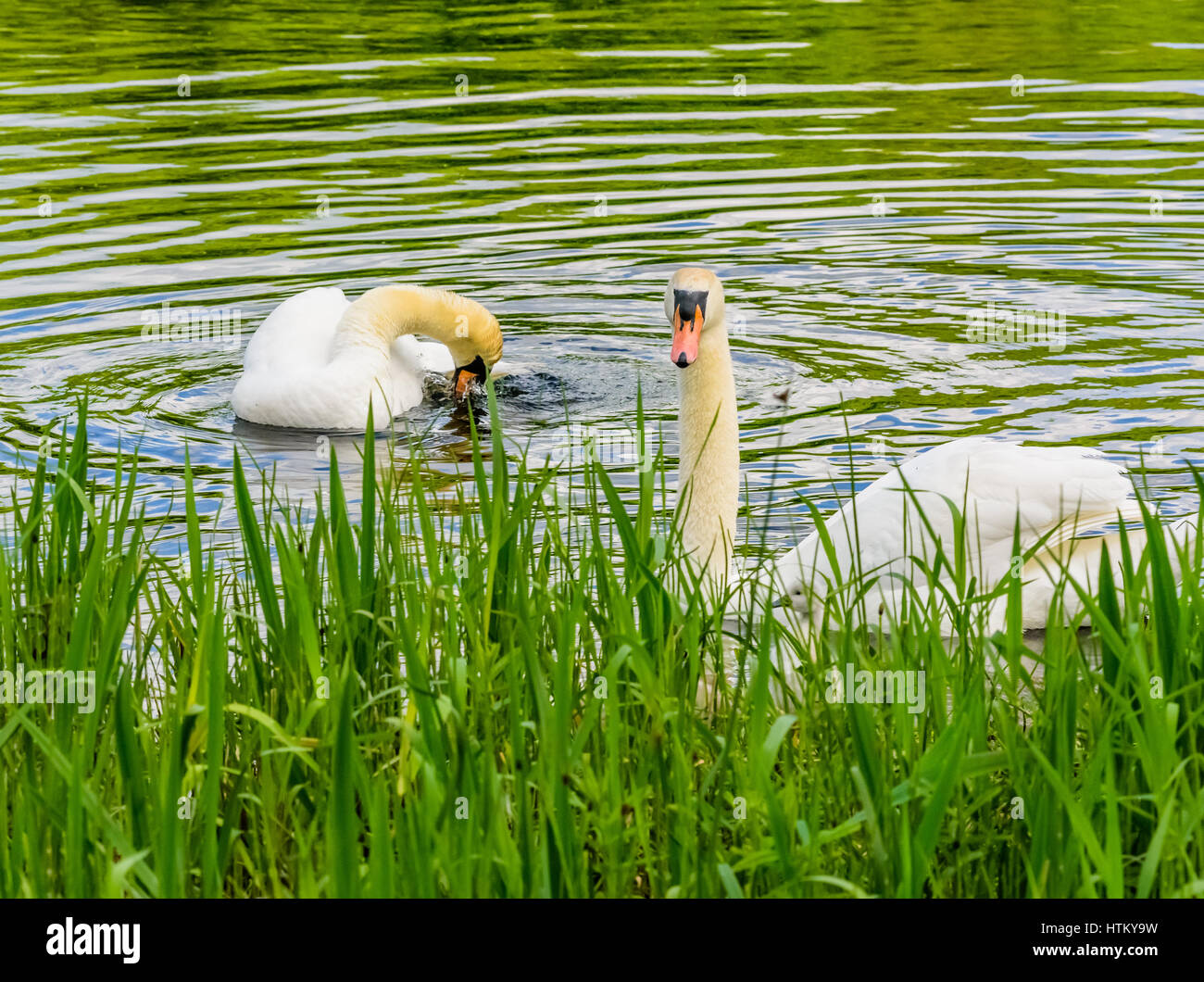 Schwan, ein wachsames Auge zu halten, wie es die jungen Gänsel in sicherem Abstand hält Stockfoto