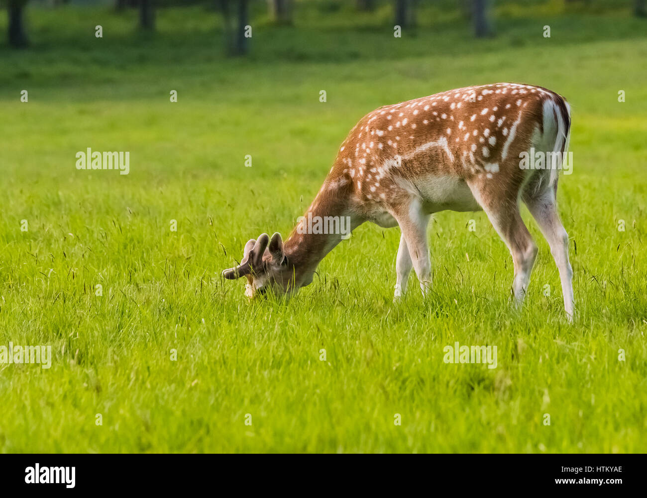 Wilde Rehe grasen vor Aras ein Uachtarain im Phoenix Park Stockfoto