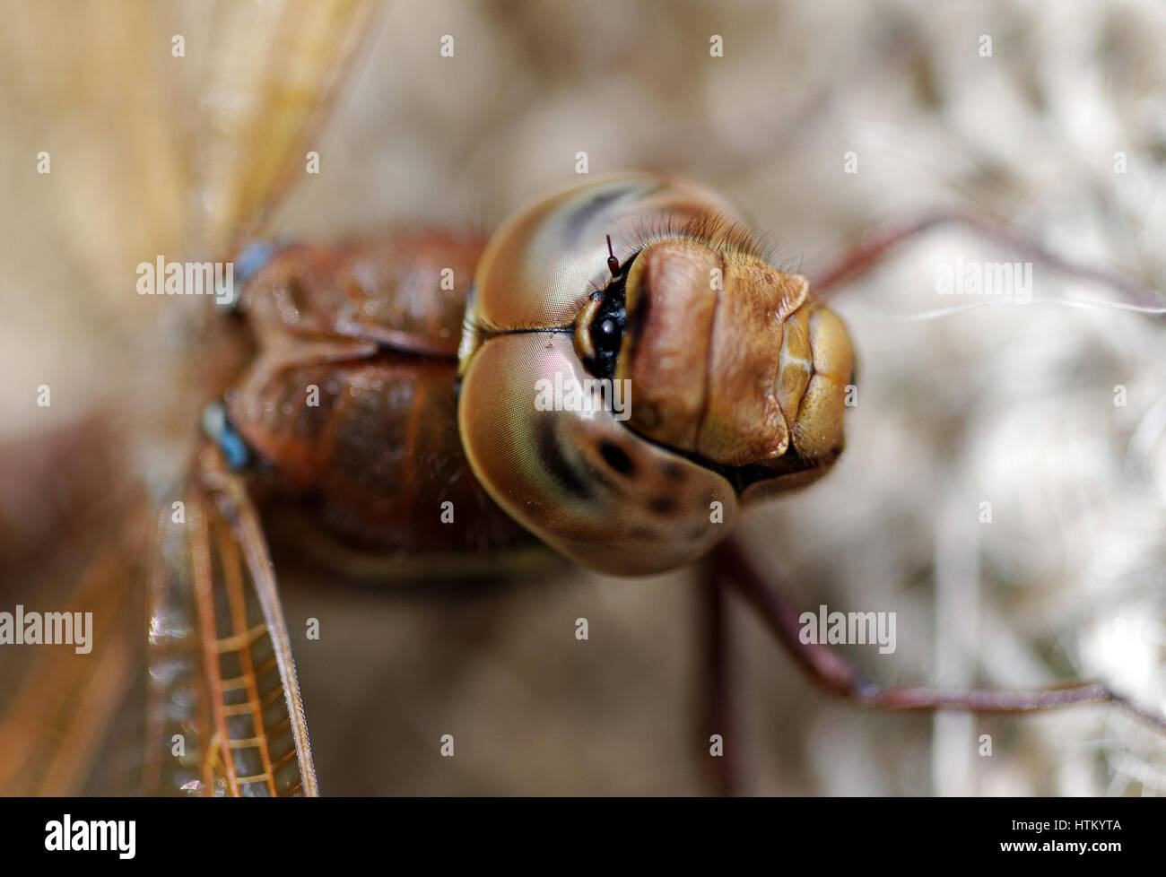 Eine Libelle ist ein Insekt der Ordnung Odonata, Unterordnung Epiprocta oder im engeren Sinne, der Teilordnung Anisoptera gehören. Es ist zu charakterisieren Stockfoto