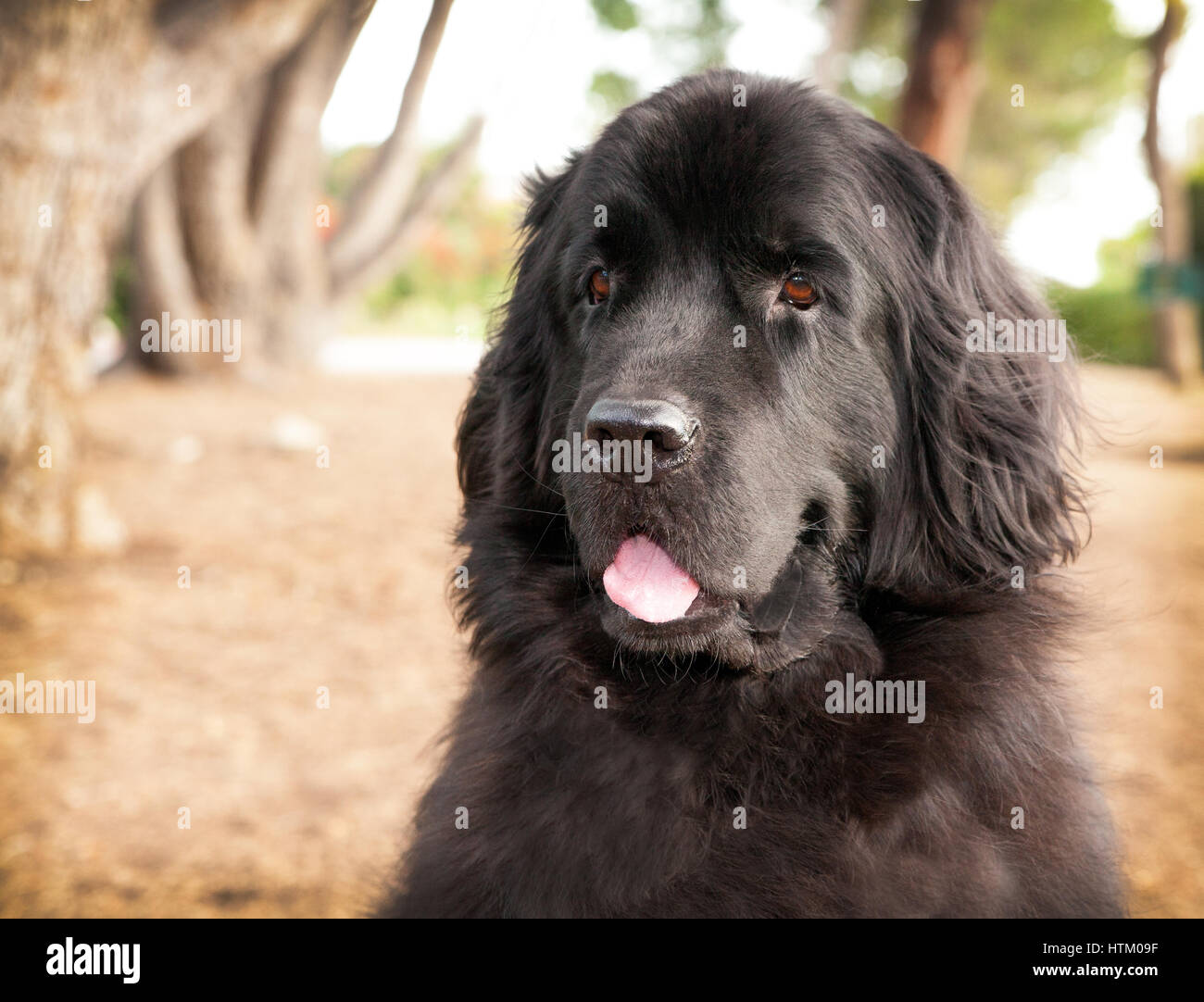 extra große schwarze Neufundland Hund Kopfschuss auf getrocknete Wiese mit Bäumen im Hintergrund. Der Hund hat ihre Zunge hängt heraus. Stockfoto