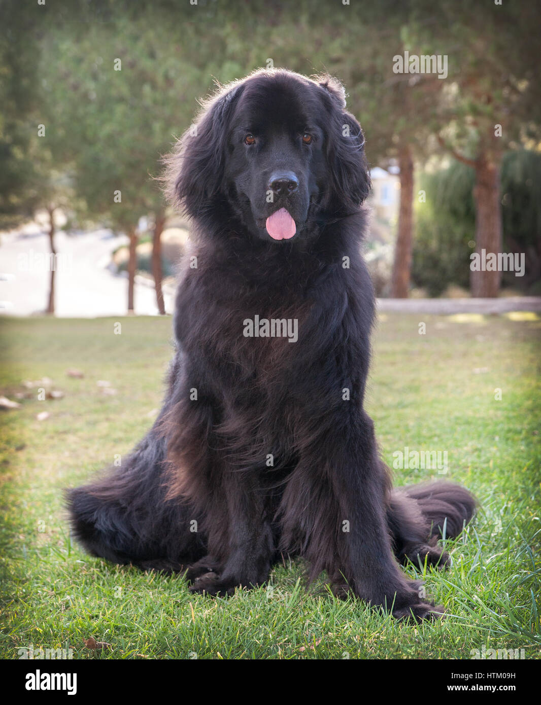 extra große schwarze Neufundland Hund stehend freuen.  Sie ist im Park stehen einige trockene Gras.  Es gibt eine Reihe von grünen Büschen und Bäumen Stockfoto