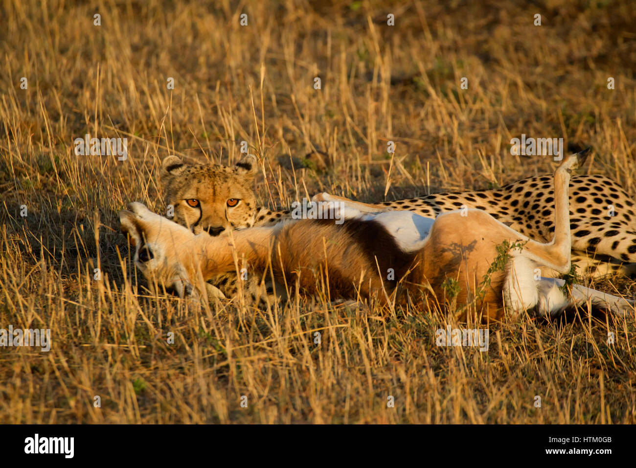 Gepard (Acinonyx Jubatus) mit seiner töten, Masai Mara National Reserve, Kenia, Ostafrika Stockfoto