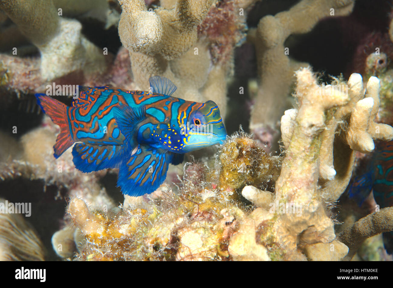 Mandarienenfische oder Mandarin Dragonet (Synchiropus Splendidus) am Korallenriff Hintergrund, Indo-Pazifik, Philippinen, Südostasien Stockfoto