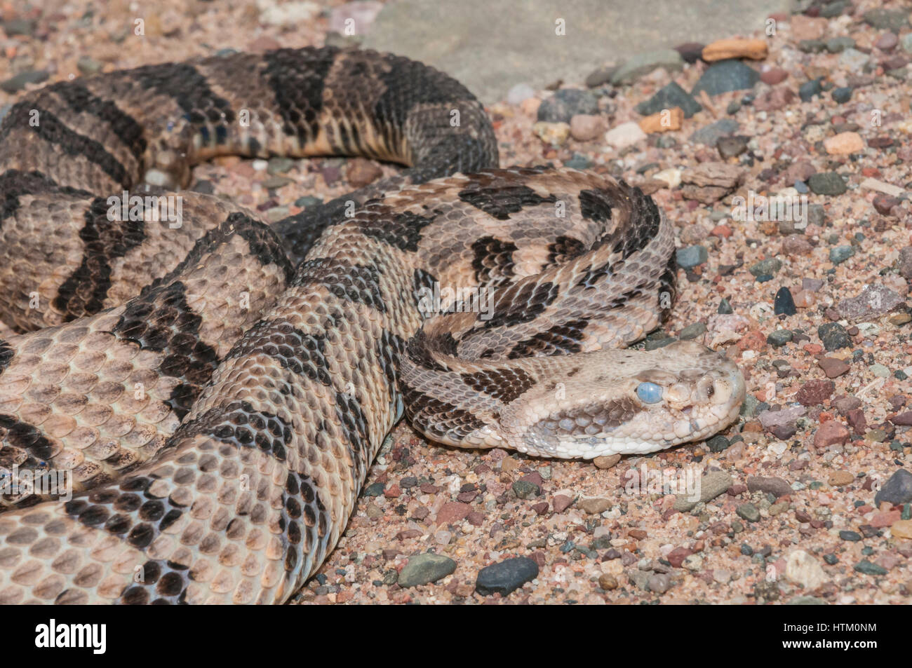 Holz-Klapperschlange, Crotalus Horridus, ursprünglich aus östlichen Vereinigten Staaten Stockfoto