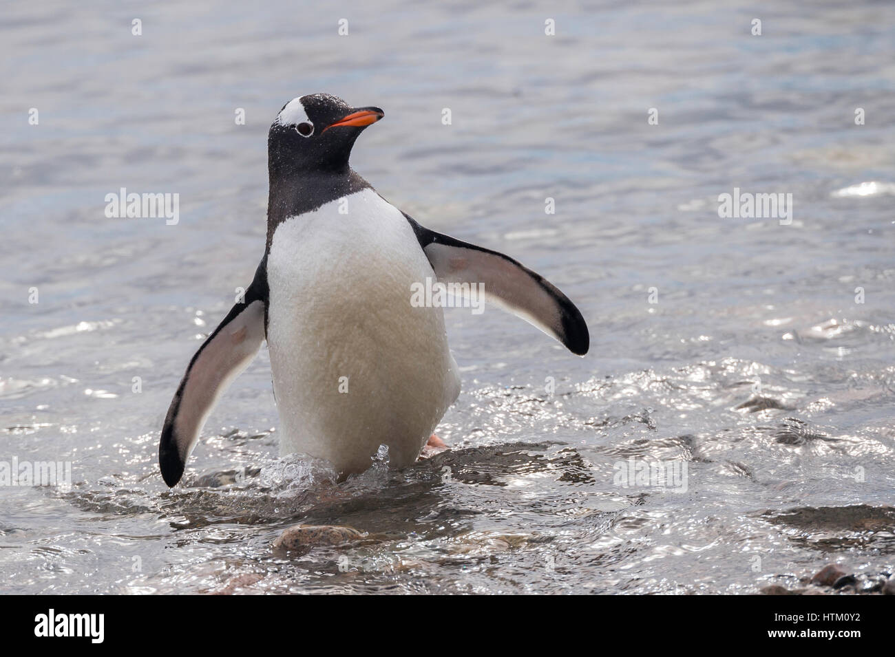 Gentoo Pinguin, Pygoscelis papua, Neko Harbour, Palmer Archipel, Antarktische Halbinsel, Antarktis Stockfoto