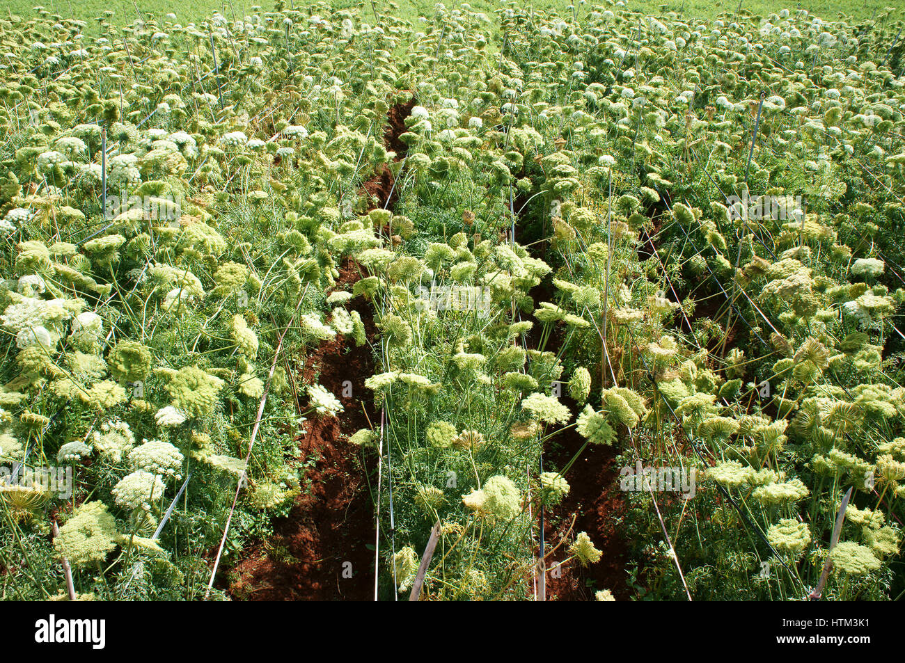 Asien-Landwirtschaft-Feld, Karotte Blume in grün mit ca Rot Blume Blüte in weiß, Saatgut von dieser Flora für die nächste Ernte, Dalat, Vietnam Stockfoto