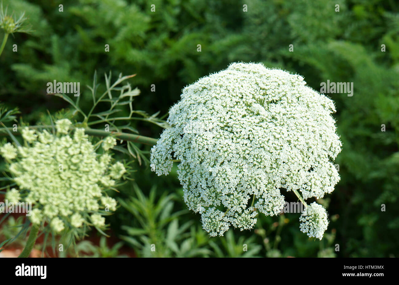 Asien-Landwirtschaft-Feld, Karotte Blume in grün mit ca Rot Blume Blüte in weiß, Saatgut von dieser Flora für die nächste Ernte, Dalat, Vietnam Stockfoto