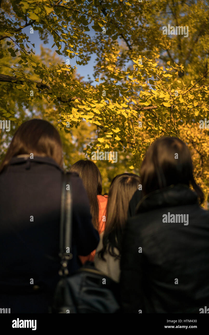 Die Mädchen In der Anerkennung von Ginkgo biloba Stockfoto