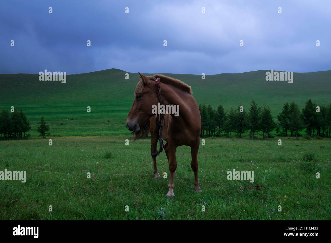 Bashang Grasland, Provinz Hebei, China Stockfoto