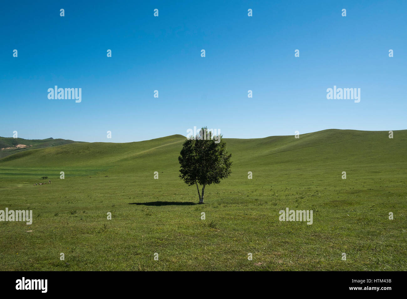 Bashang Grasland, Provinz Hebei, China Stockfoto