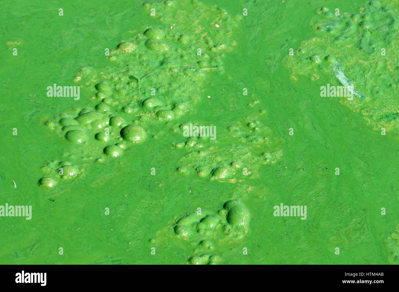 Verschmutztes Wasser aus Grünalgen auf See, Umwelt-Problem von Wasser-Quelle, andere Verunreinigungen aus dem Papierkorb am Teich, verunreinigtes Wasser so ernst Stockfoto