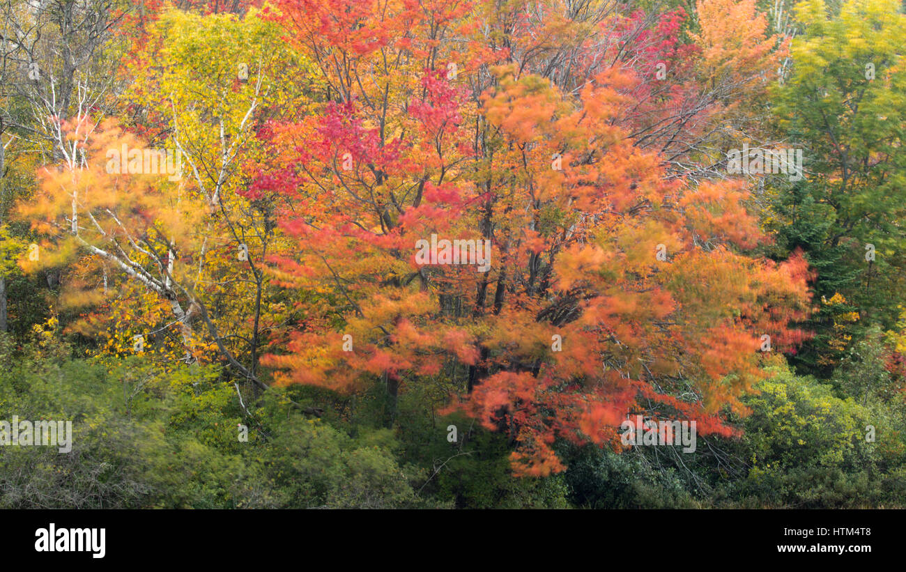 Herbstfärbung Farbsäume Frood See, Nr. Felchen fällt, Bezirk von Sudbury, Ontario, Kanada Stockfoto