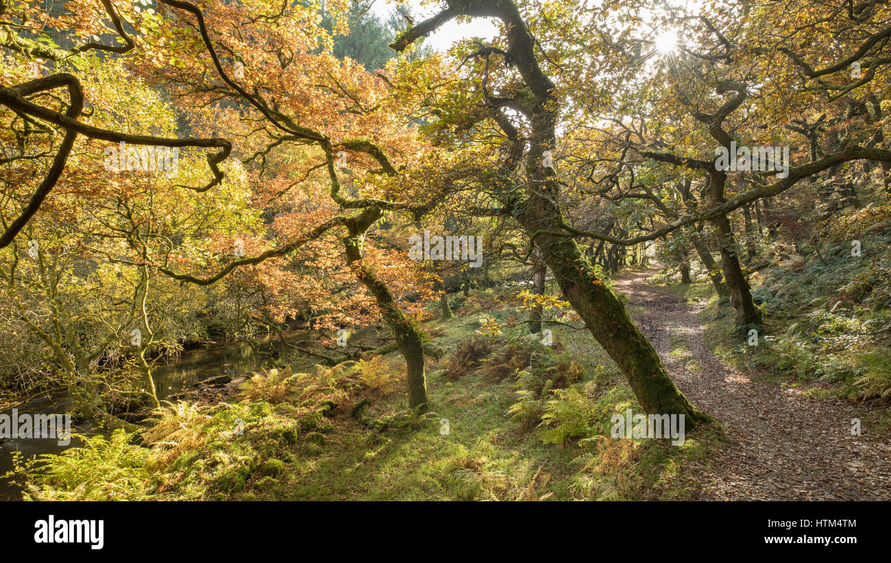 Herbstfärbung an den Ufern des Badgworthy Wasser, Doone Valley, Exmoor National Park, Devon, England, UK Stockfoto