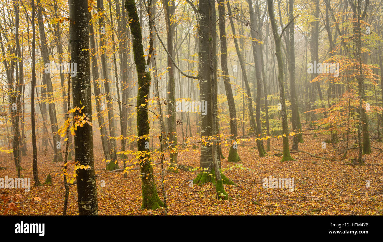Misty herbstlichen Wald nr Baume-Les-Messieurs, Jura, Franche-Comté, Frankreich Stockfoto