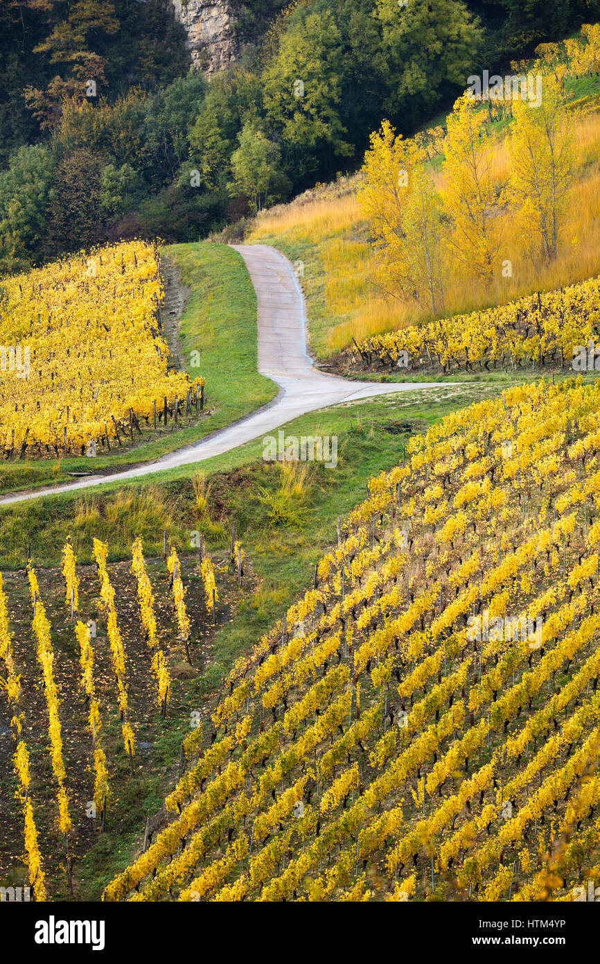 Herbstfarben in den Weinbergen rund um Château-Chalon, Jura, Franche-Comté, Frankreich Stockfoto