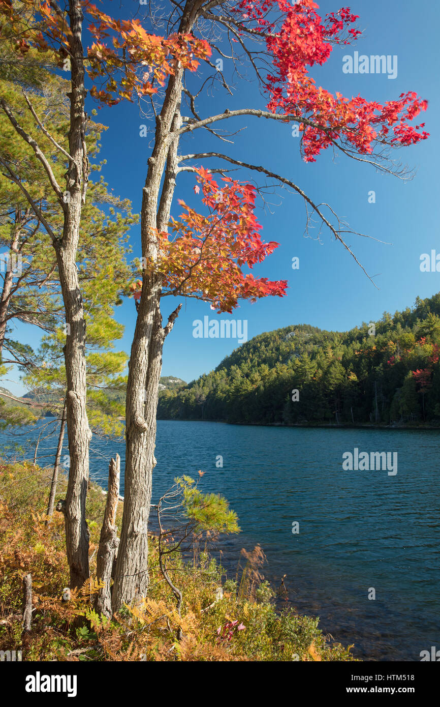 Herbstfarben am Lake Grace, Killarney Provincial Park, Ontario, Kanada Stockfoto