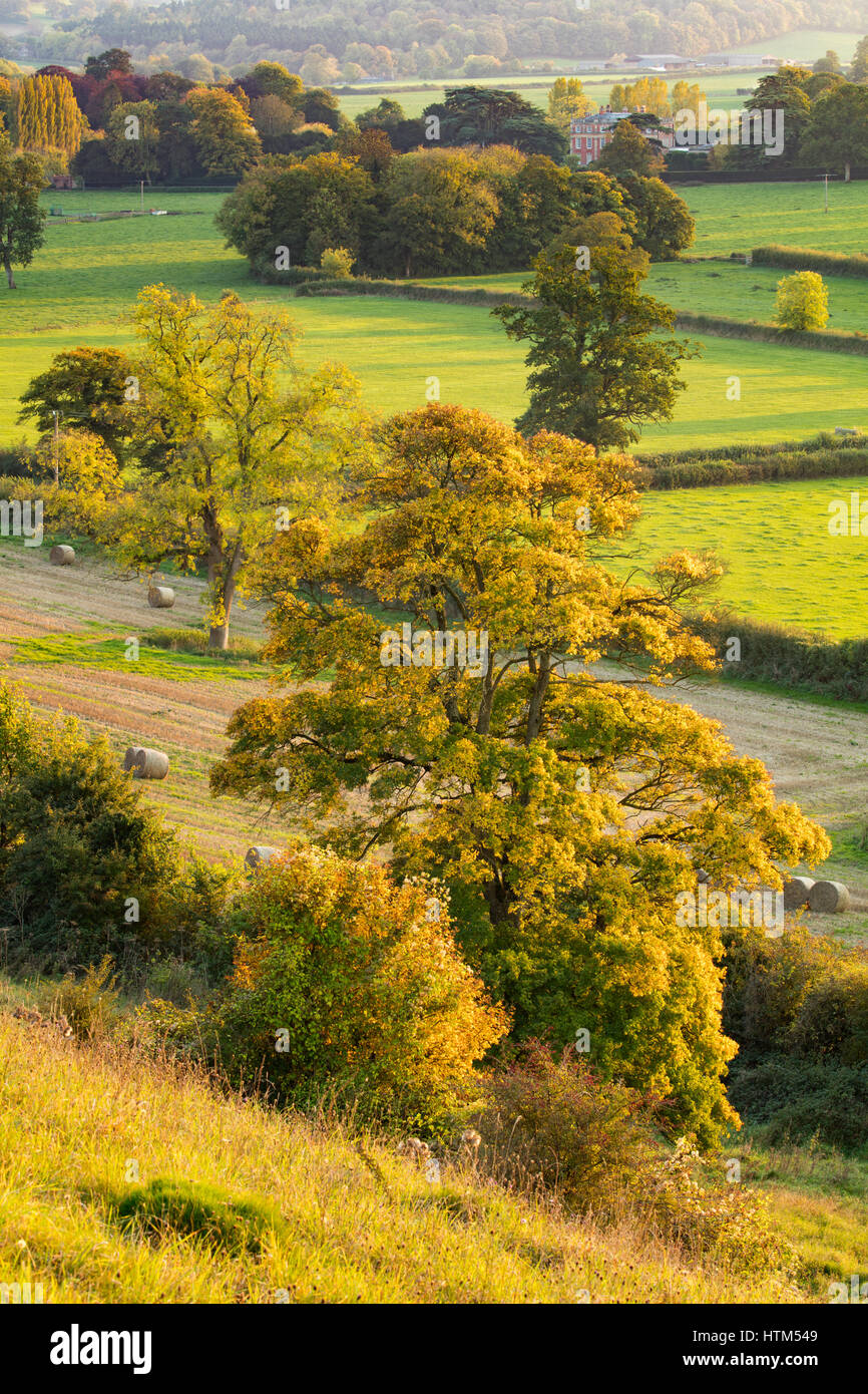 Herbstfärbung im Tal rund um Milborne Wick, Somerset Stockfoto