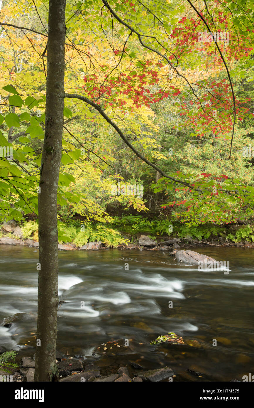 Herbstfarben entlang des Flusses Habichtsbitterkraut auf Ragged Falls Provincial Park, Ontario, Kanada Stockfoto