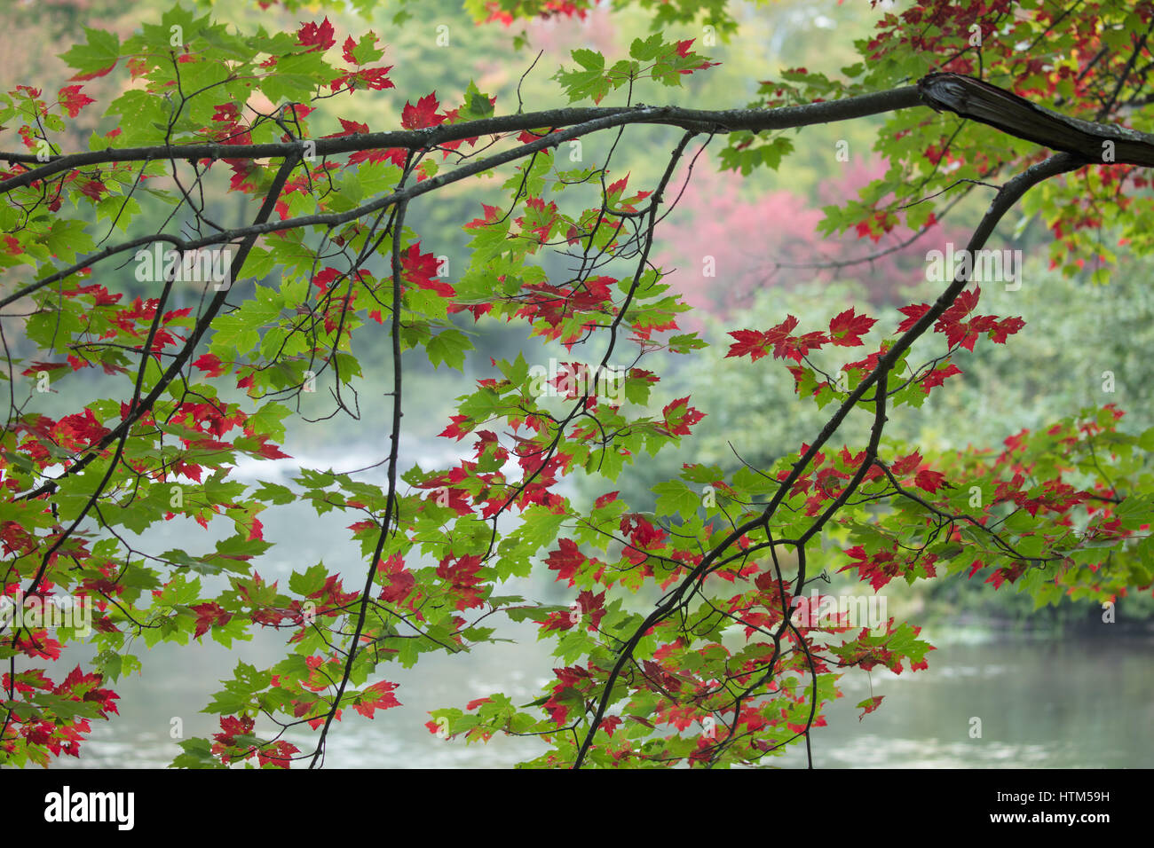 Herbstfärbung, Habichtsbitterkraut Rapids, Muskoka, Ontario, Kanada Stockfoto