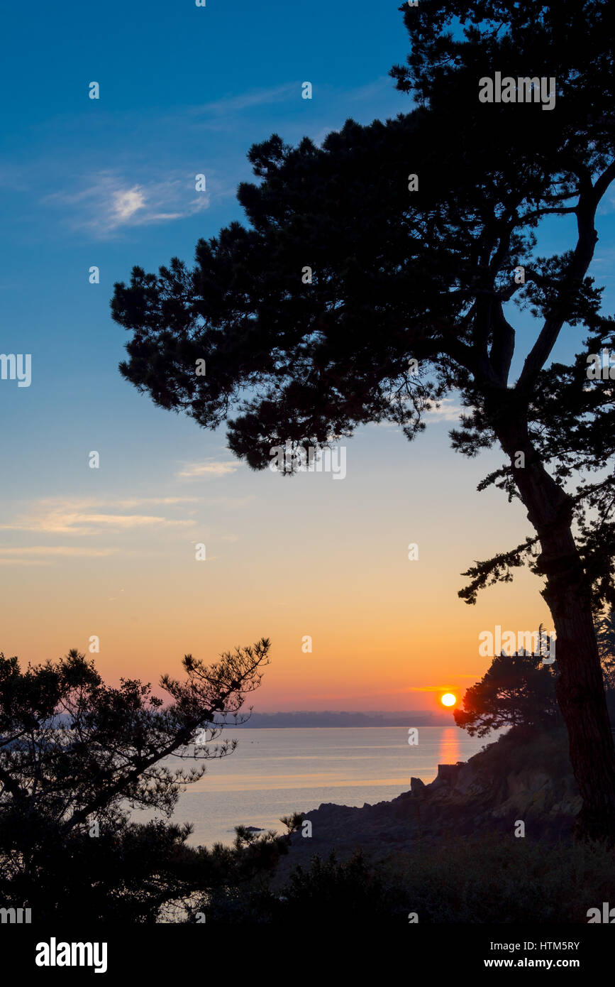 Silhouette einer Tanne im Sonnenuntergang, Kanal-Meer im Hintergrund, Bretagne in der Nähe von Saint-Malo, Frankreich Stockfoto