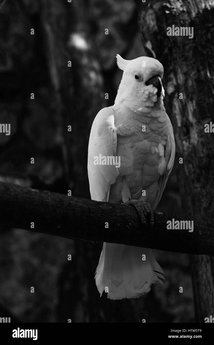 Foto Papagei, weiße Papagei Kakadu, Tiere, fauna Stockfotografie Alamy