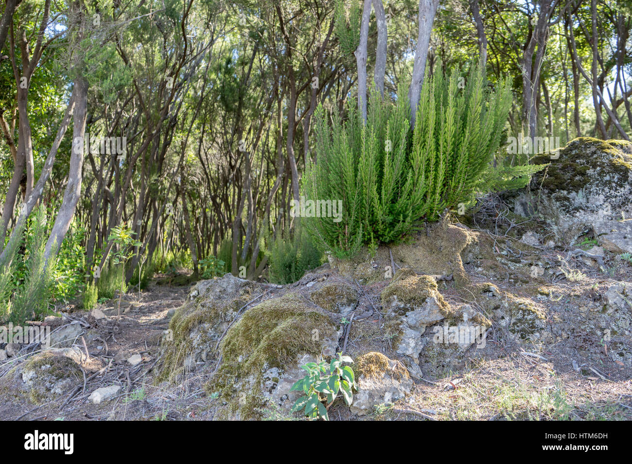 Vegetation auf Teneriffa mit Heidekraut kauen Bäume Stockfoto