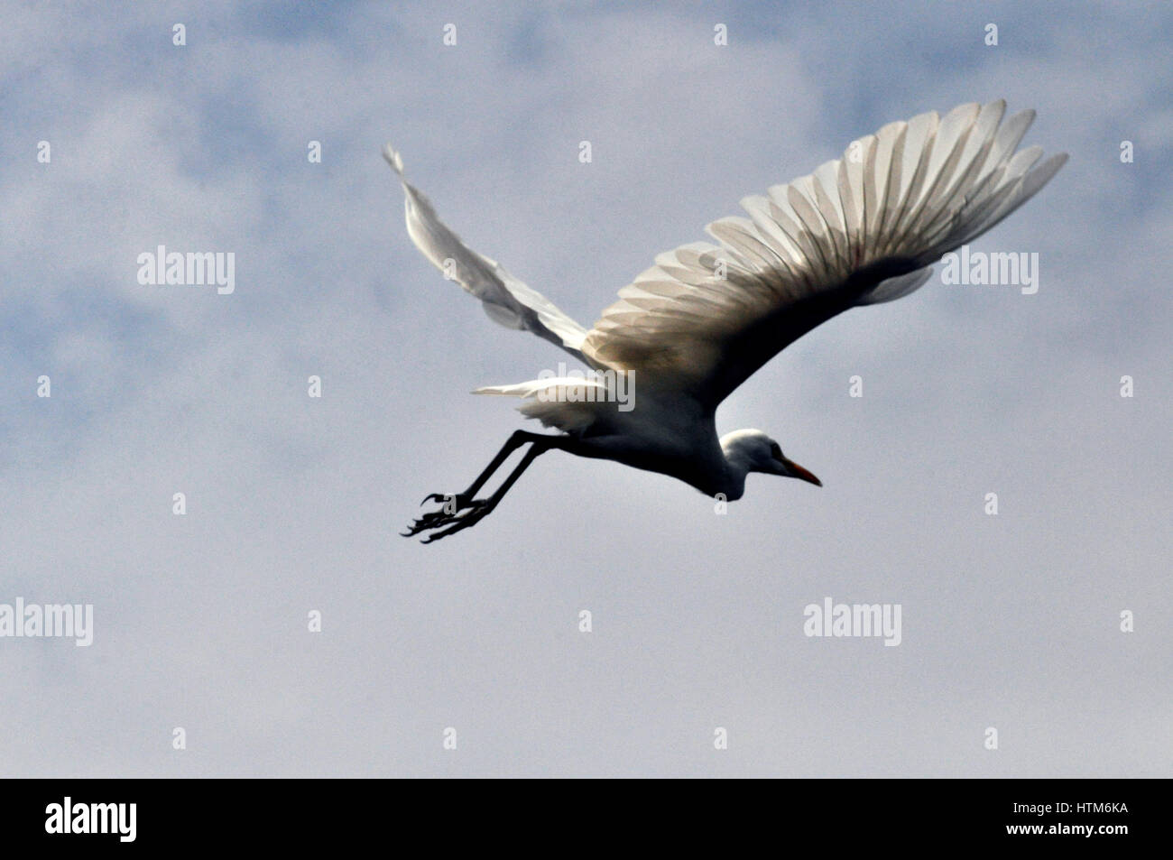Noida, Uttar Pradesh, Indien - 9. September 2013: Kuhreiher (Bubulcus Ibis) fliegen gegen den blauen Himmel in Noida, Uttar Pradesh, Indien.  Die Rinder-e Stockfoto