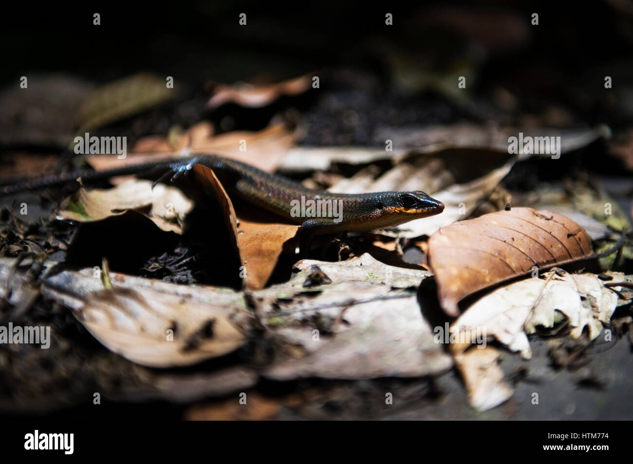 Eine Eidechse in Sepilok. Das Sepilok Orang Utan Rehabilitation Centre befindet sich in Sabah, Ost-Malaysia. Das Zentrum wurde 1964 eröffnet und die verwaiste Orang-Utans Stockfoto