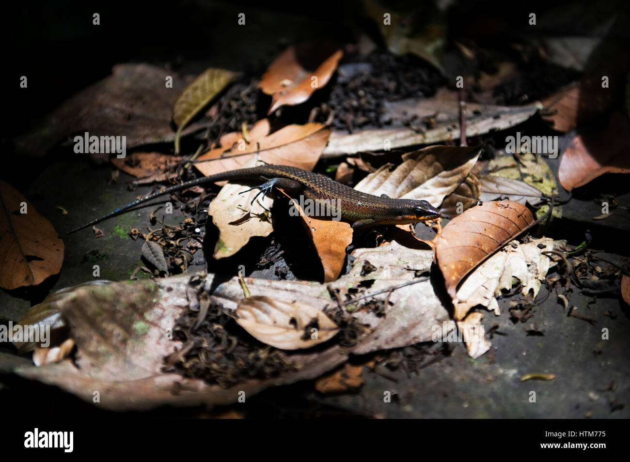 Eine Eidechse in Sepilok. Das Sepilok Orang Utan Rehabilitation Centre befindet sich in Sabah, Ost-Malaysia. Das Zentrum wurde 1964 eröffnet und die verwaiste Orang-Utans Stockfoto