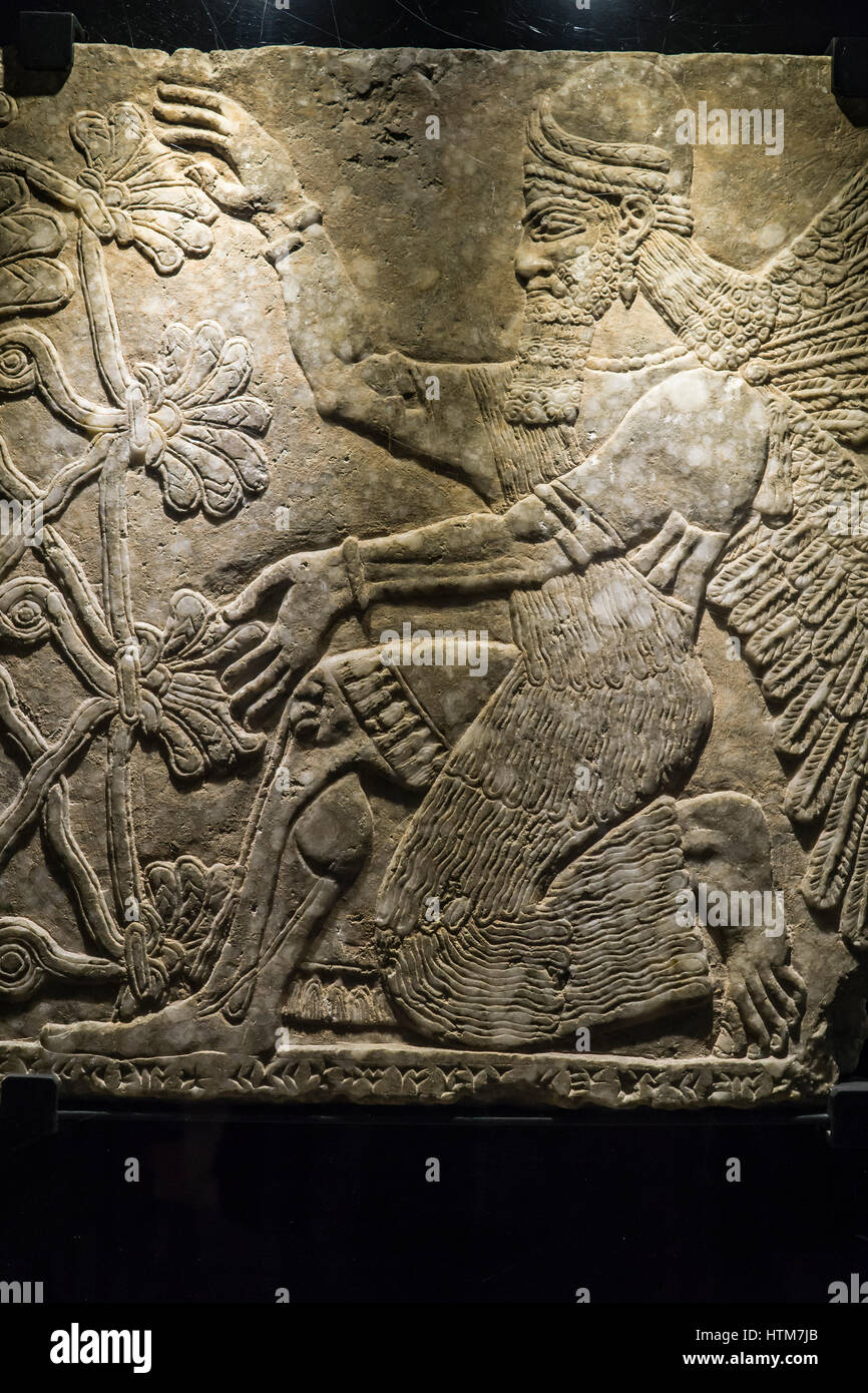 Assyrische Reliefs im Vatikan Museum, geflügelter Genius kniend vor dem heiligen Baum, fron The Palace At Nimrud, assurnasirpal ii 883-859 v. Chr. Stockfoto