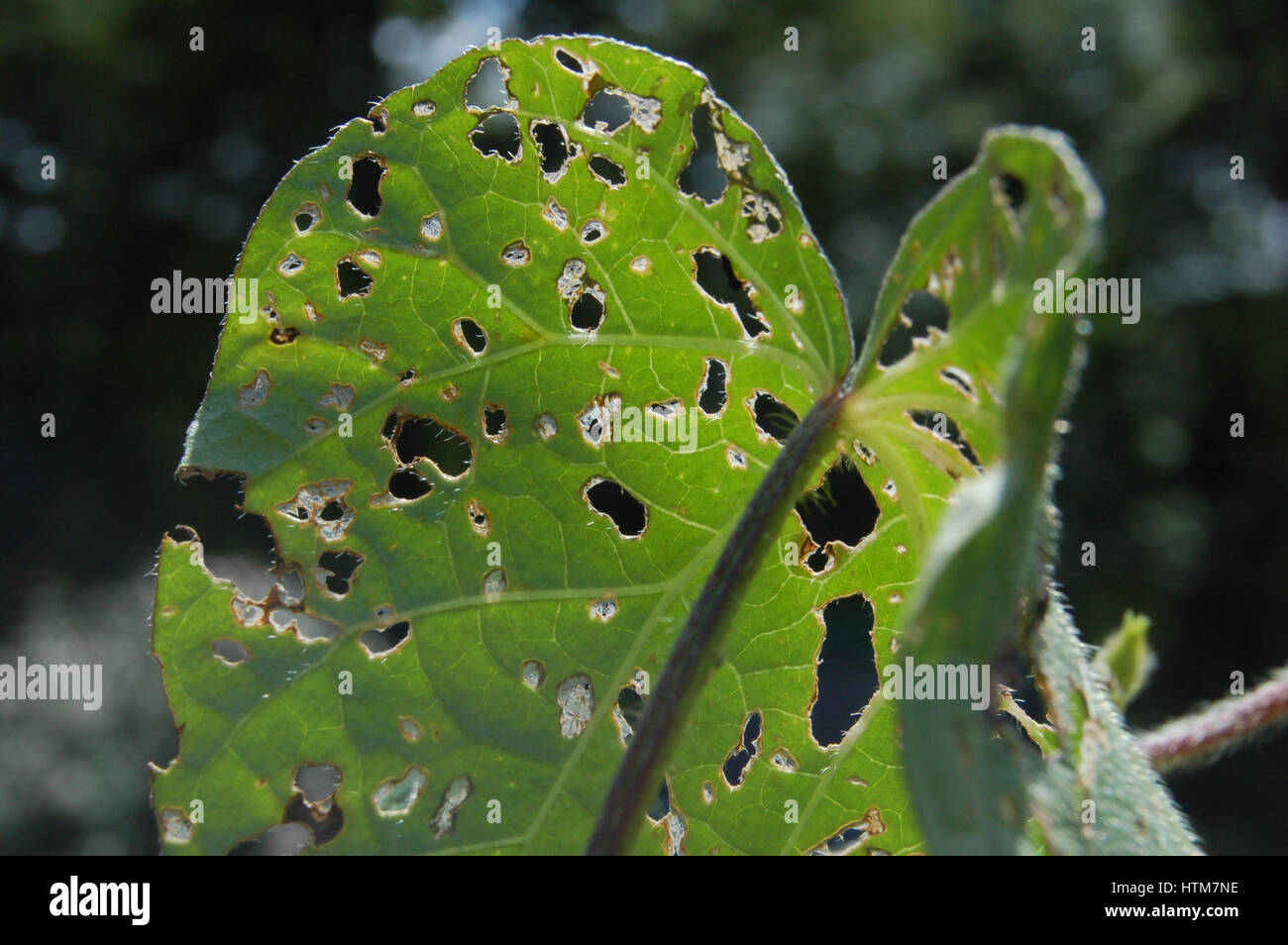 Käfer beschädigt Heart Shaped Leaf Stockfoto