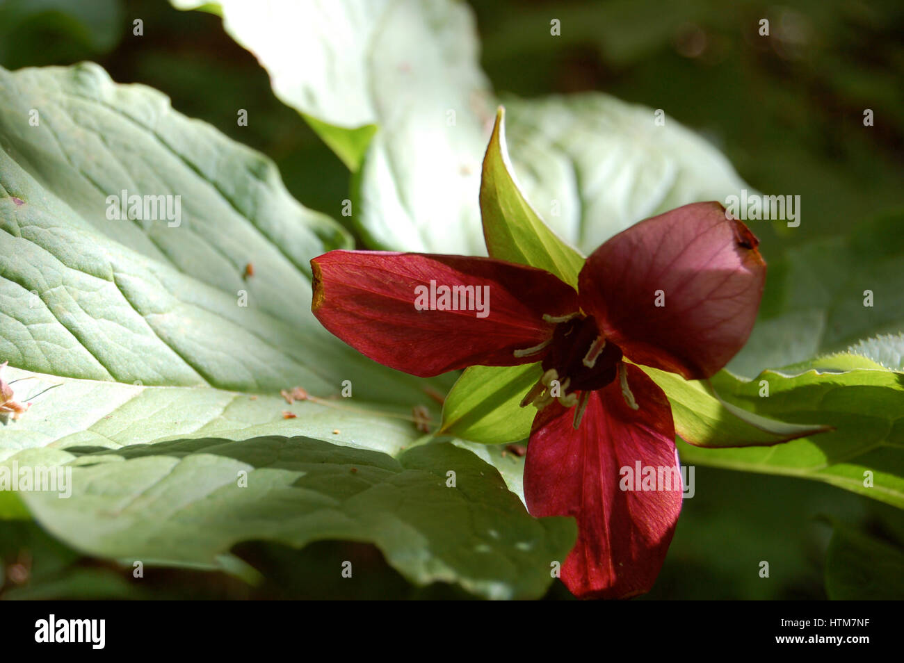 Roten Trillium gefleckten Licht Stockfoto