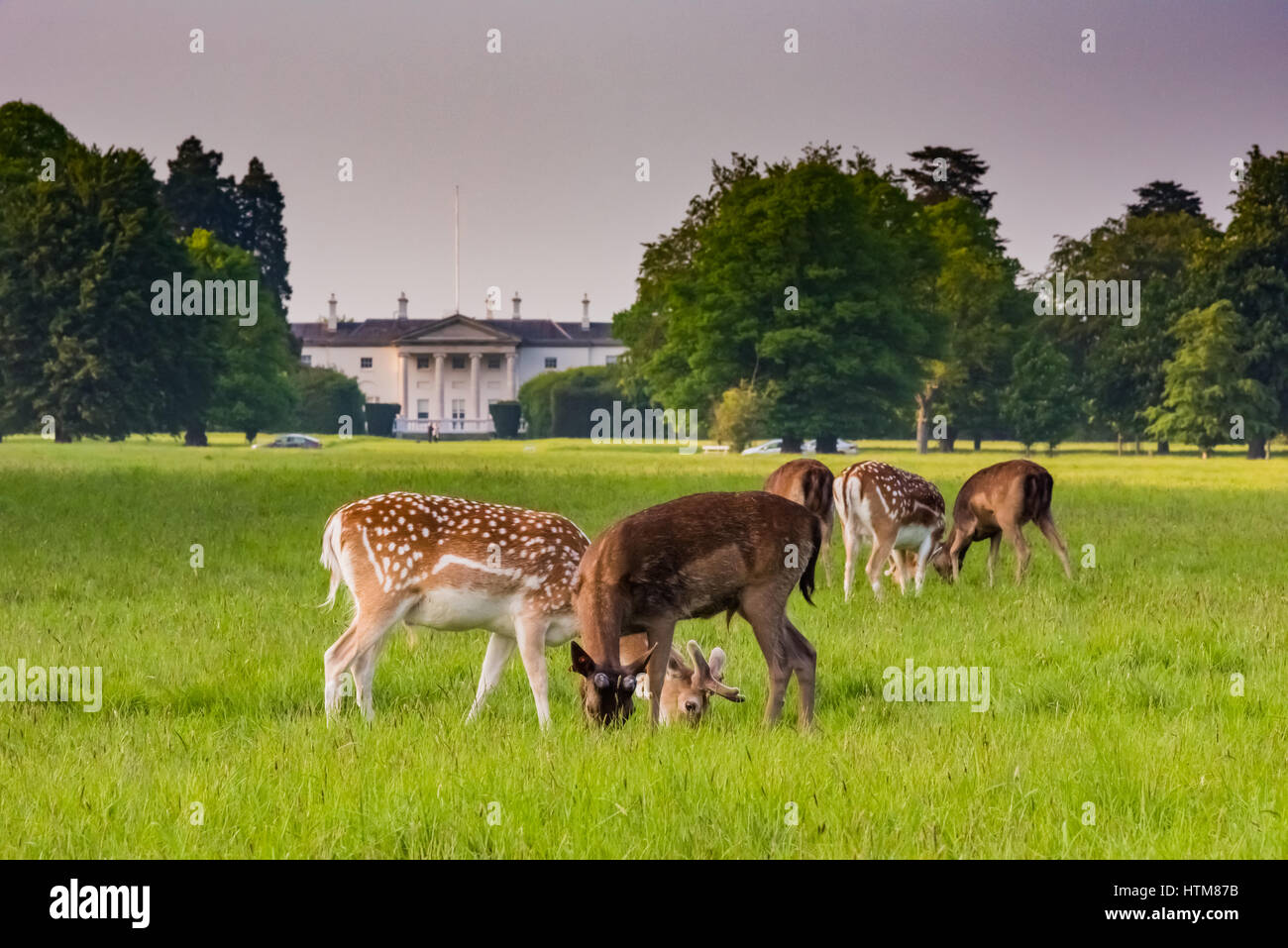 Wilde Rehe grasen vor Aras ein Uachtarain im Phoenix Park Stockfoto