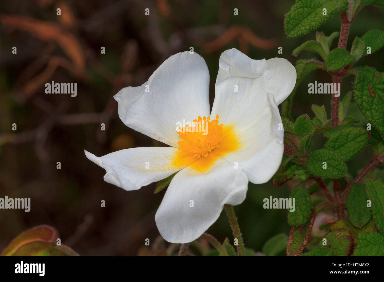 Frankreich Korsika weibliche Zistrose (Cistus Salvifolius) Stockfoto