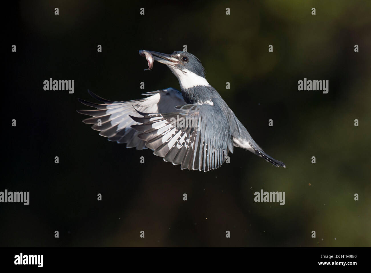 Einen männlichen Belted Eisvogel fliegt vor einem dunklen Hintergrund mit ein Winzling im Schnabel auf einem sonnigen Tag. Stockfoto