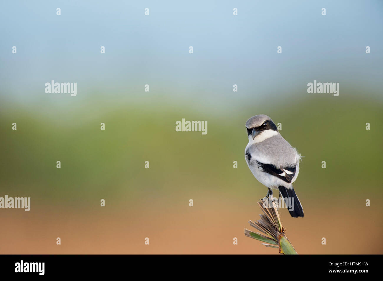 Eine unechte Shrike hockt auf einem Palmwedel vor einem glatten Hintergrund zeigt die Boden, Bäume und Himmel in weiches Licht am Nachmittag. Stockfoto