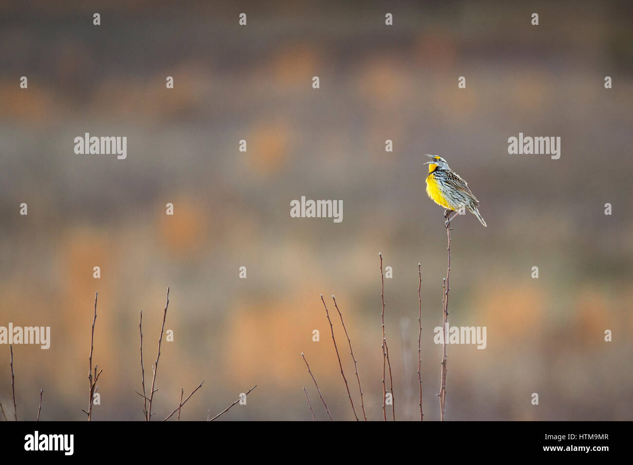 Eine östliche Meadowlark singt entfernt thront auf einem Ast in ein offenes Feld Angeberei seine hellen gelben Farben. Stockfoto