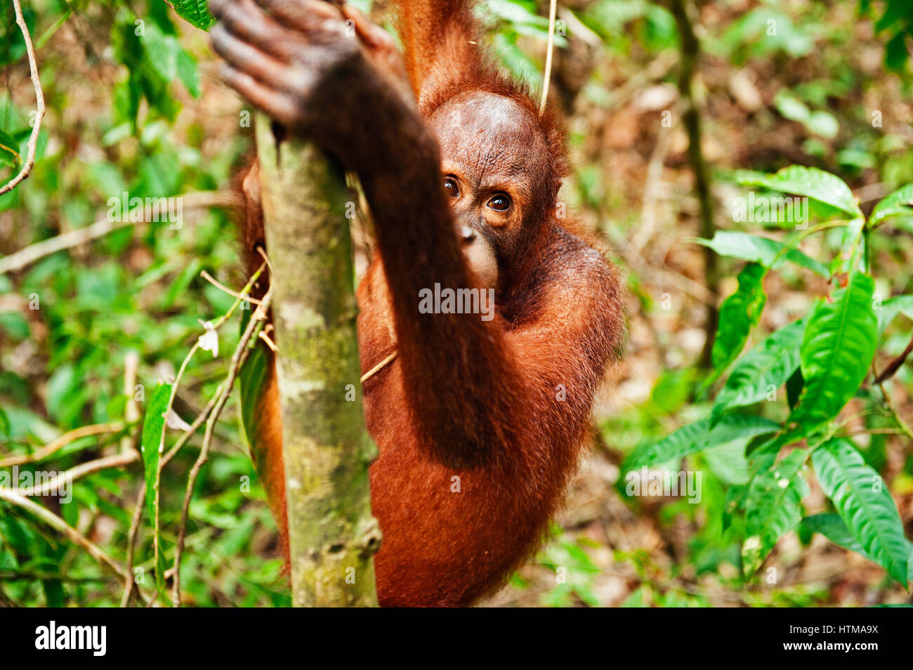 Orang-Utans im Bereich der primären Regenwald in Sepilok Orang Utan Rehabilitation Centre. Borneo, Malaysia. Stockfoto