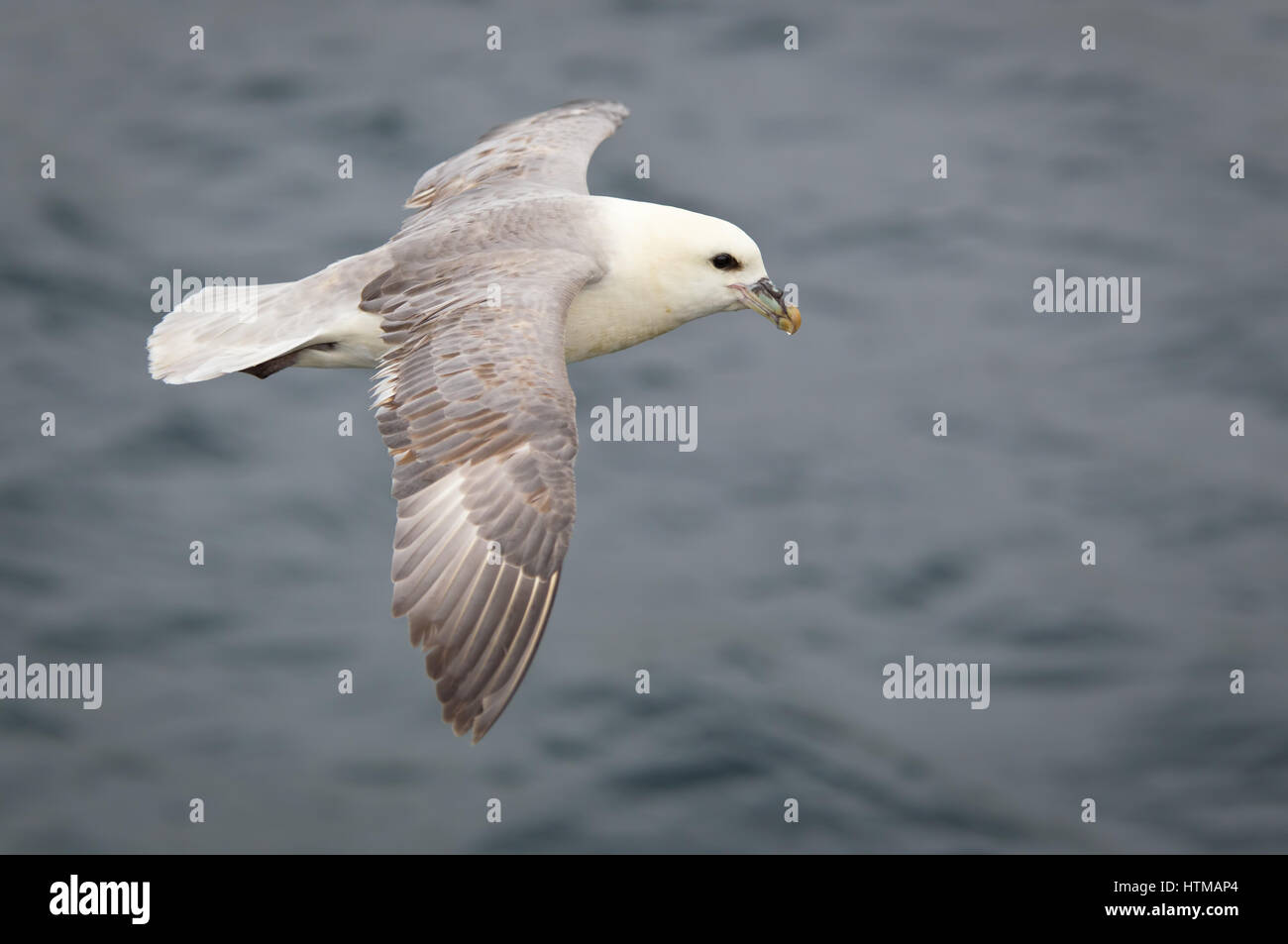 Fulmar im Flug fliegen von links nach rechts mit dem Meer im Hintergrund Stockfoto