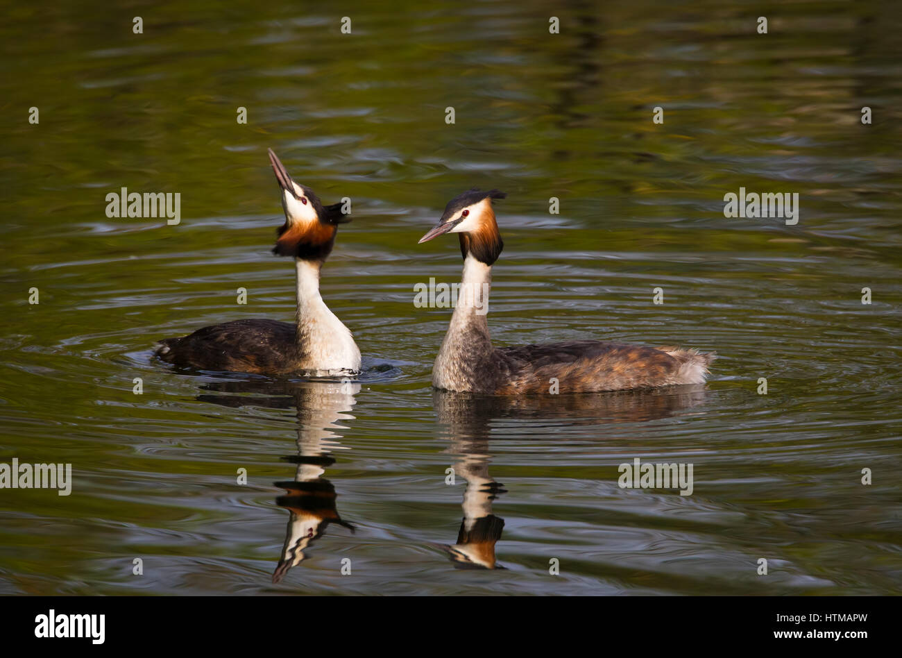 Zwei große Crested Haubentaucher auf dem Wasser mit Blick auf einander, mit deren Reflexion gerade erst die Paarung Tanz. Stockfoto