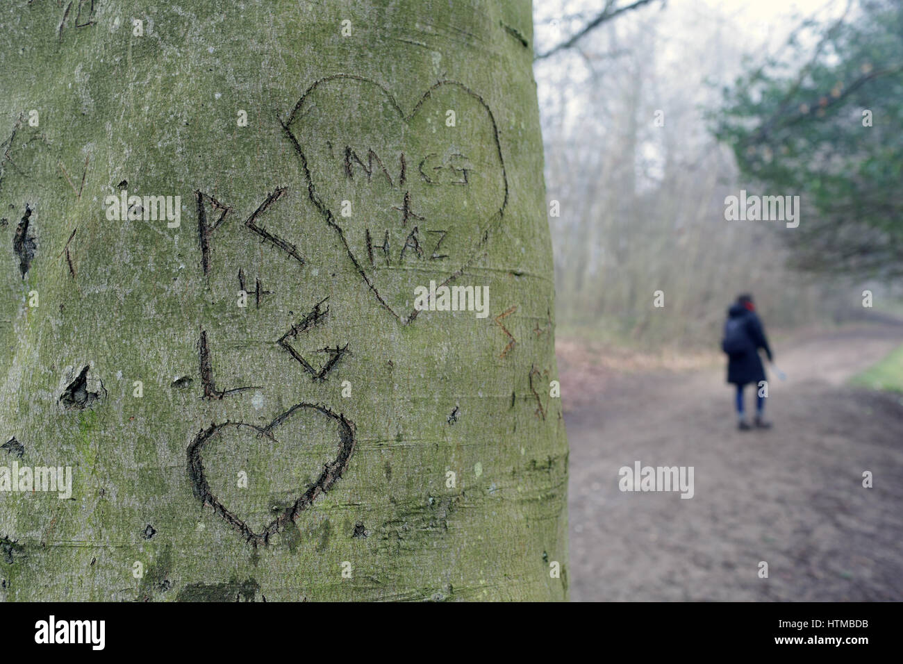 Herzen in einem Baum geschnitzt Stockfoto