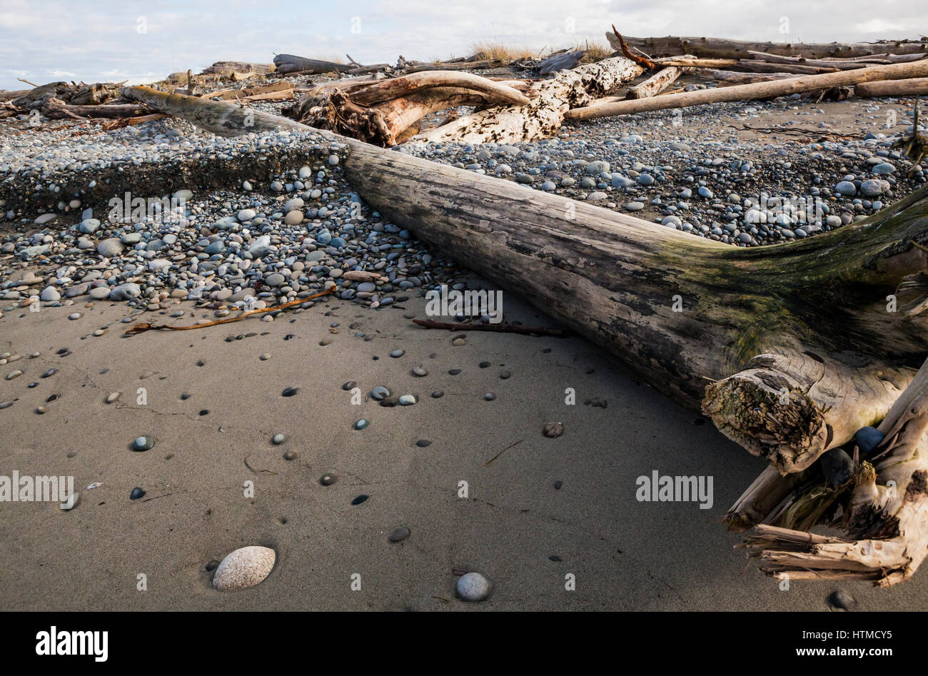Treibholz an einem steinigen Strand, Dungeness Spit State Park, Washington. Stockfoto
