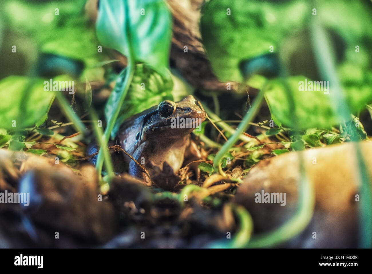 Hautnah am Leptodactylus Fallux (Mountain Chicker Frosch) Stockfoto