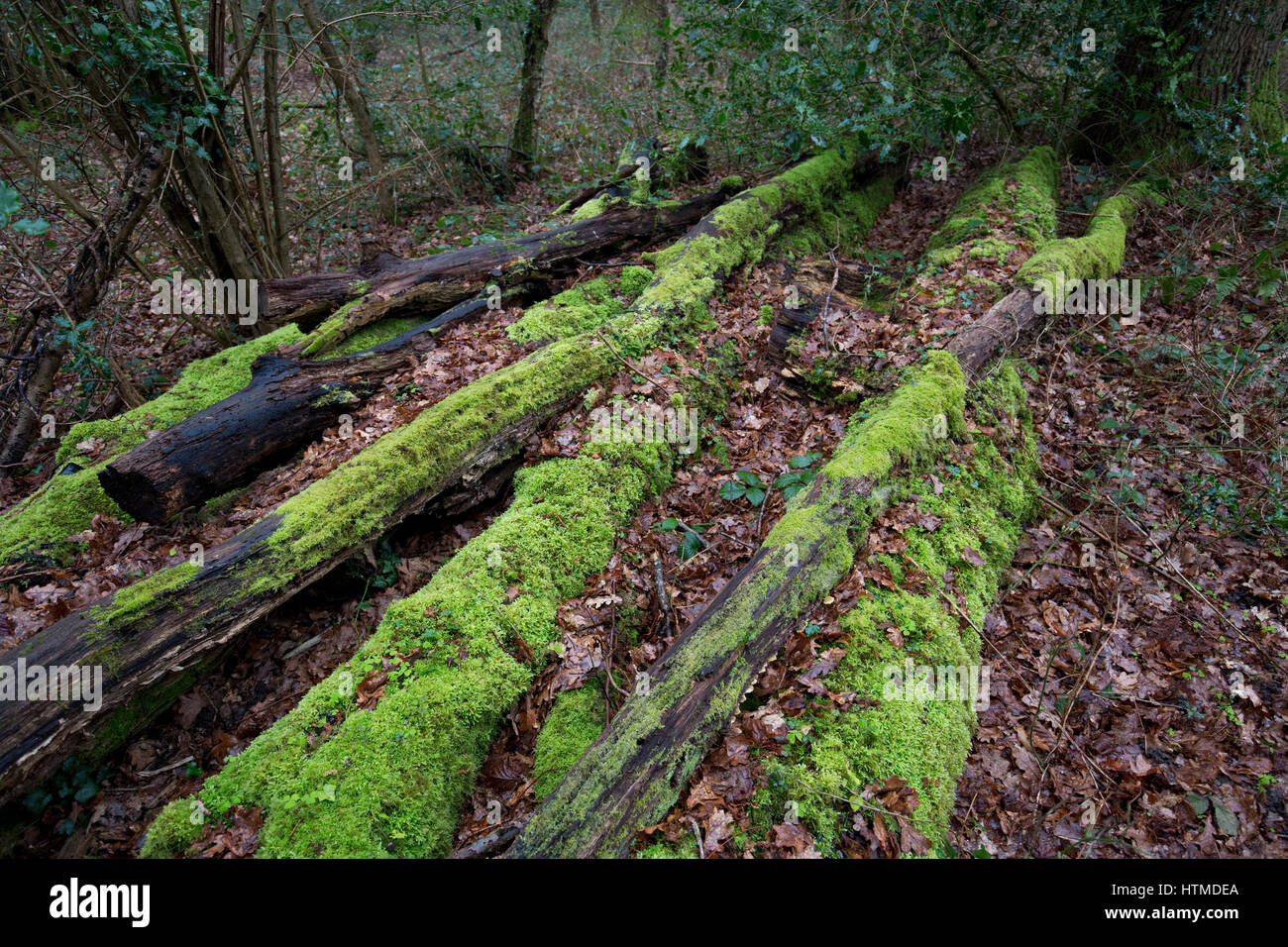 Moos und Flechten bedeckt tote Baumstämme im Regen auf dem National Trust Bookham Commons im Winter 2017 Stockfoto