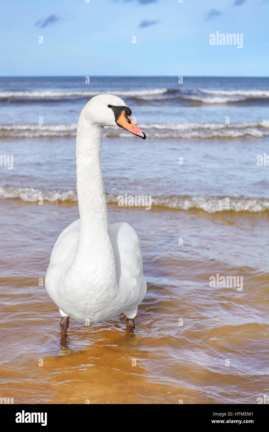 Bild von einem Höckerschwan am Strand, selektiven Fokus. Stockfoto