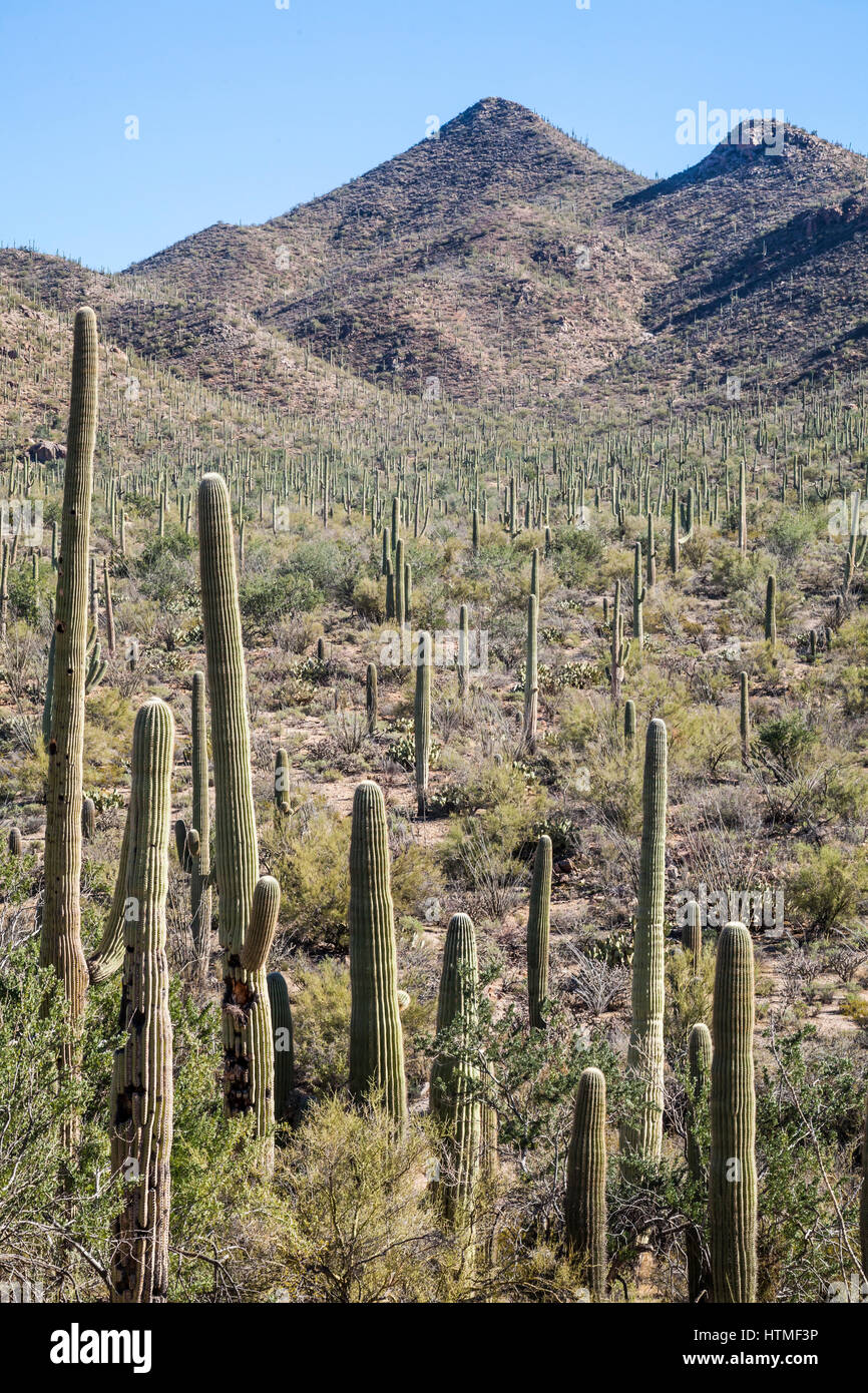 Wüstenlandschaft, Saguaro National Park, Arizona. Stockfoto